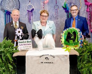 Papillon breeder